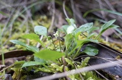 Viola cleistogamoides