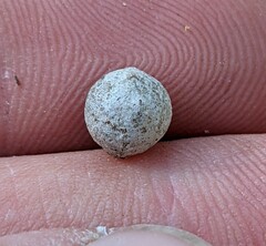 Callirhytis quercusagrifoliae