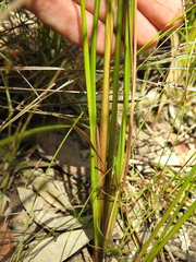 Machaerina teretifolia