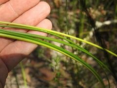 Machaerina teretifolia