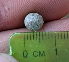 Callirhytis quercusagrifoliae