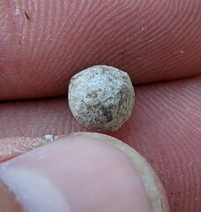 Callirhytis quercusagrifoliae