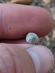 Callirhytis quercusagrifoliae