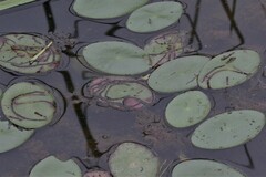 Polypedilum braseniae