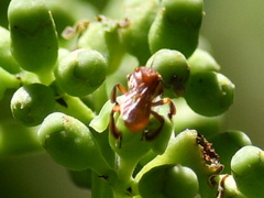 Tetragonula melanocephala