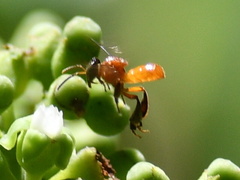 Tetragonula melanocephala