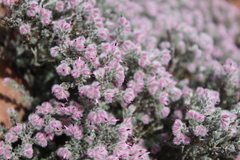 Erica pilosiflora