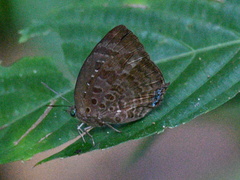 Arhopala