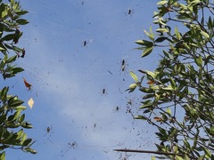 Nephila vitiana