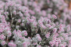 Erica pilosiflora