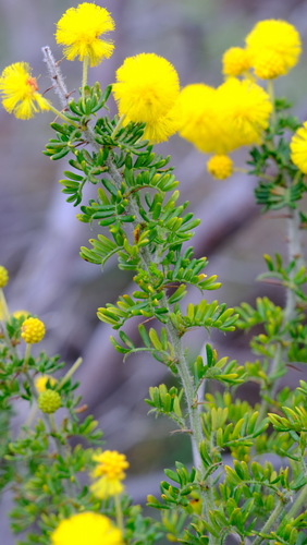 Wattle (Acacia lasiocarpa)