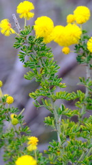 Wattle (Acacia lasiocarpa)