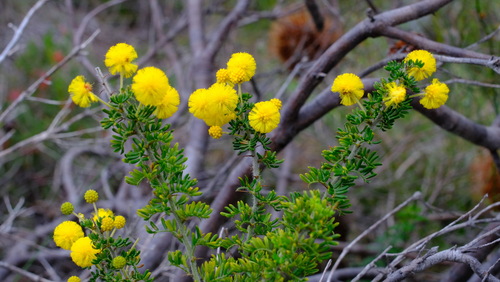 Image of Acacia lasiocarpa by (c) Peter Crowcroft, some rights reserved (CC BY)