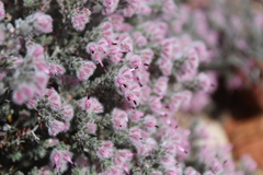 Erica pilosiflora