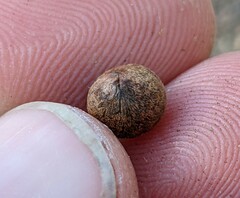 Callirhytis quercusagrifoliae