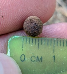 Callirhytis quercusagrifoliae