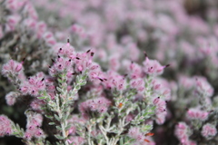 Erica pilosiflora