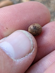 Callirhytis quercusagrifoliae