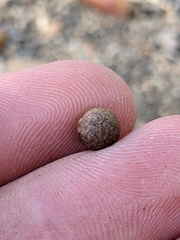 Callirhytis quercusagrifoliae