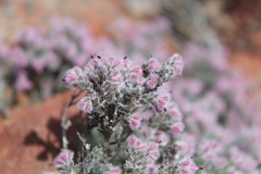 Erica pilosiflora