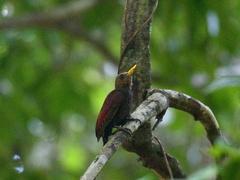 Blythipicus rubiginosus