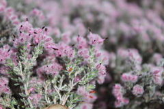 Erica pilosiflora