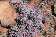 Erica pilosiflora