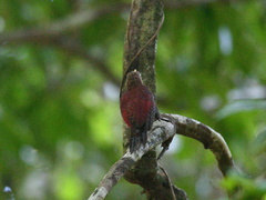 Blythipicus rubiginosus