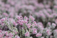 Erica pilosiflora