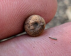 Callirhytis quercusagrifoliae