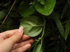 Stephanitis subfasciata