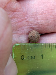 Callirhytis quercusagrifoliae