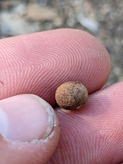 Callirhytis quercusagrifoliae