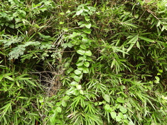 Stephanitis subfasciata