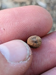 Callirhytis quercusagrifoliae