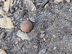 Callirhytis quercusagrifoliae