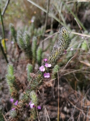 Muraltia ciliaris