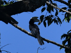 Anthracoceros malayanus