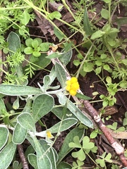 Chrysocephalum apiculatum