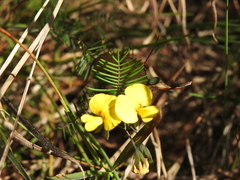 Gompholobium pinnatum