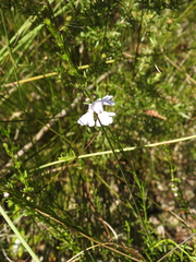 Westringia tenuicaulis