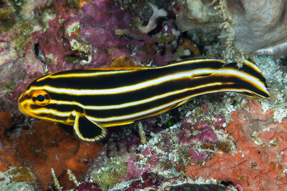Ribboned Sweetlips