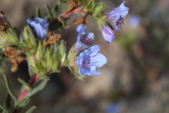 Lobostemon fruticosus