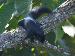 Callosciurus prevostii