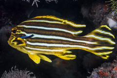 Plectorhinchus polytaenia