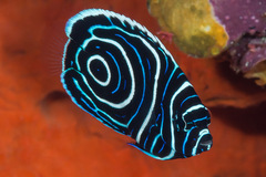 Pomacanthus imperator