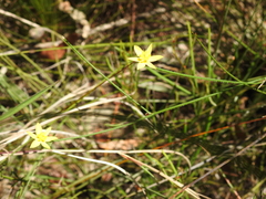 Tricoryne muricata