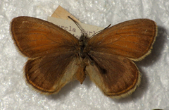 Coenonympha gardetta