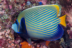 Pomacanthus imperator