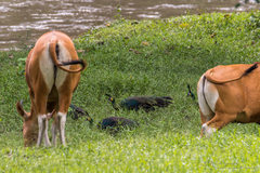 Pavo muticus imperator